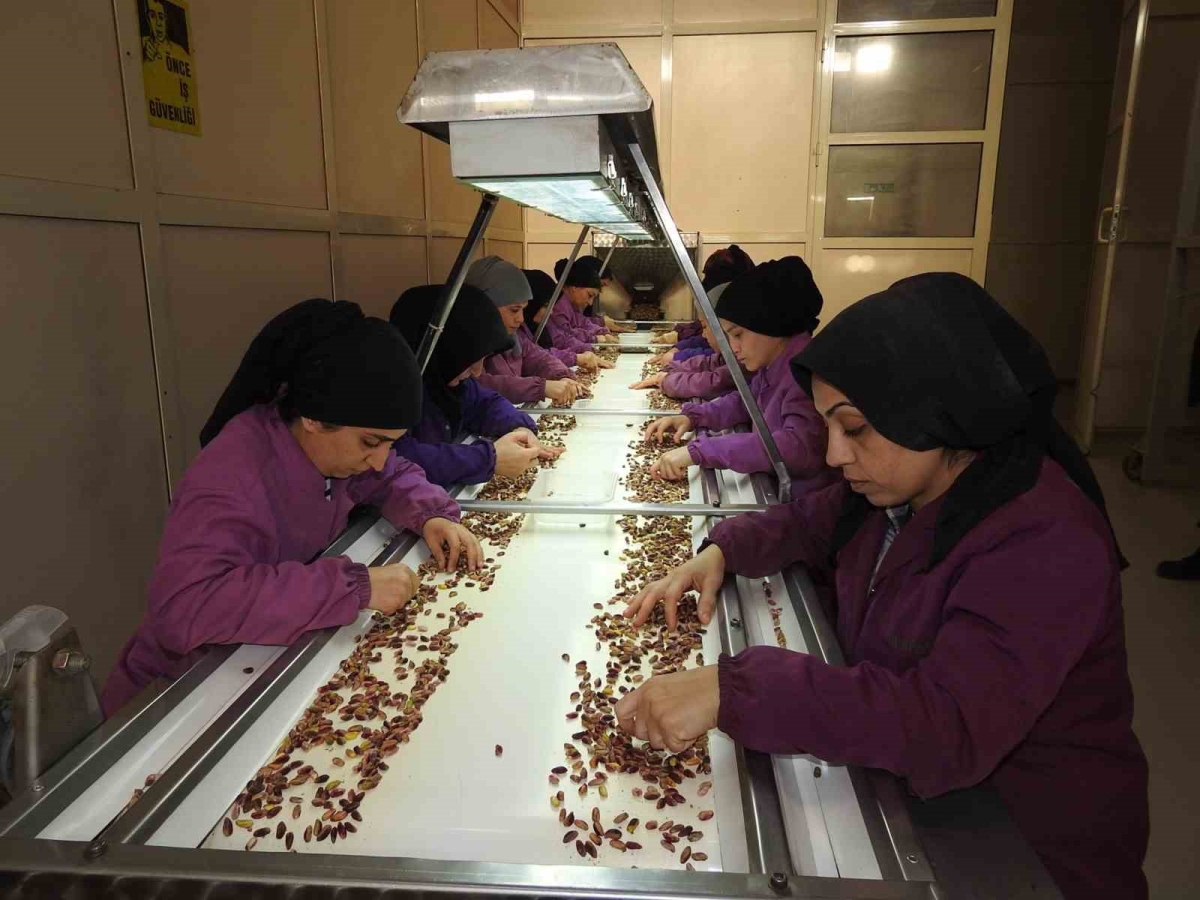 Antep fıstığının kullanım alanı ve ihracatı arttı

